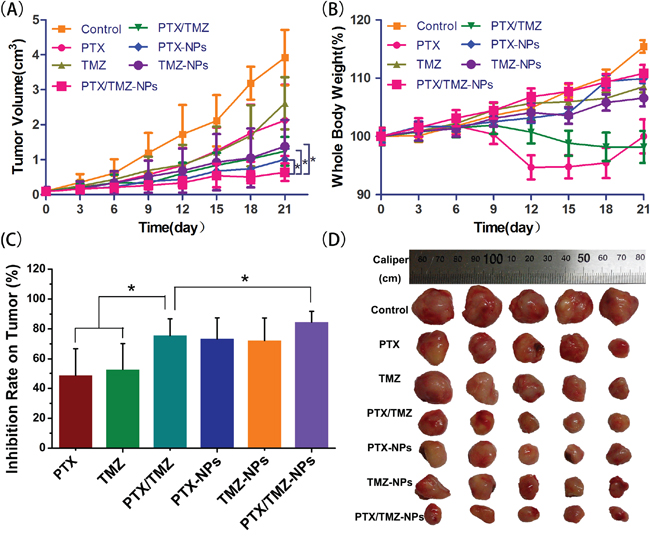 The anti-tumor efficacy of PTX/TMZ-NPs on nude mice bearing U87 xenograft glioblastoma at the experiment terminal (n=5).