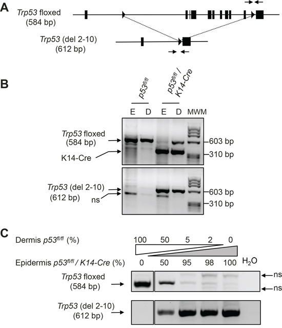 Cre-mediated recombination of floxed Trp53 alleles affects the majority of epidermal cells.