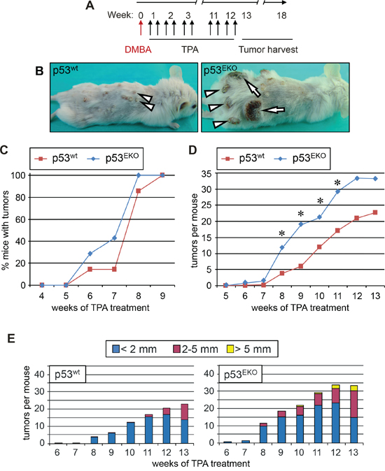 Absence of p53 in epidermis predispose to tumor development in a two-stage chemical carcinogenesis protocol.