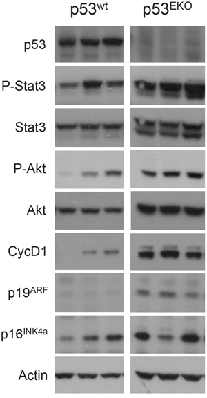 Expression of signaling proteins and cell cycle regulators in p53wt and p53EKO tumors.