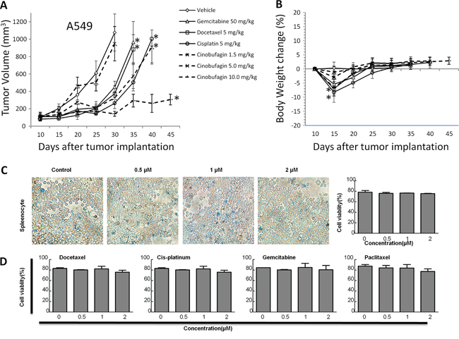 The effects of CB on in vivo tumor growth in human NSCLC cell lines and in vitro cell growth in rat splenocytes.