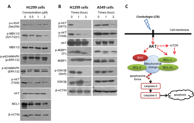 The effects of CB on RAF/MEK/ERK and PI3K/AKT/mTOR signaling in human NSCLC cell lines.