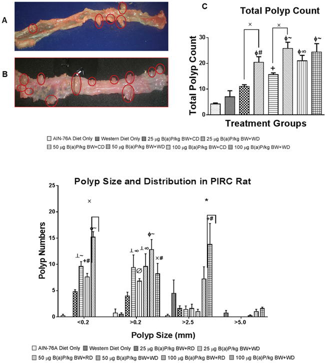 Representative pictures of PIRC rat colons treated with A. 50 &#x03BC;g B(a)P/kg body weight and AIN-76A diet and B. 50 &#x03BC;g B(a)P/kg body weight and Western diet for 60 days via oral gavage in tricaprylin.