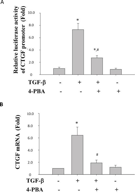 4-PBA inhibited TGF-&#x03B2;-induced CTGF promoter activity and CTGF mRNA expression in NRK52E cells.