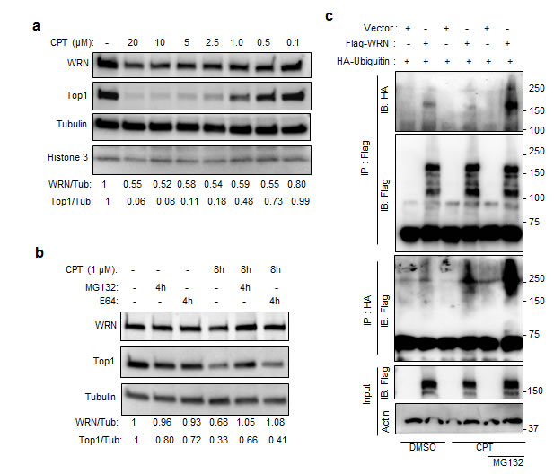 Ubiquitin proteasome-mediated degradation of WRN in CPT treated cells.