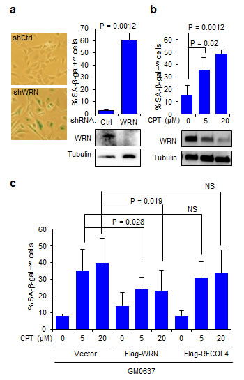 WRN attenuates CPT-induced cellular senescence.