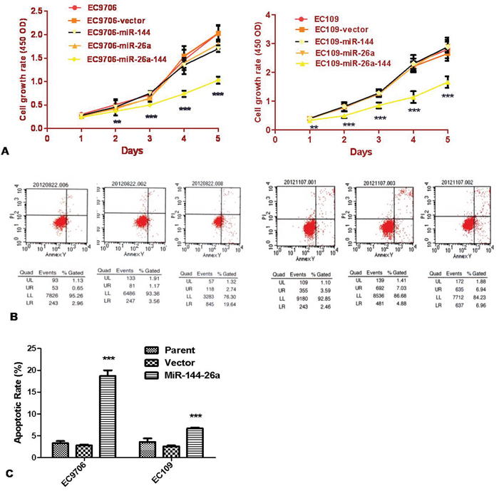 Co-transfection of both miR-26a and miR-144 inhibited the proliferation of ESCC cells.