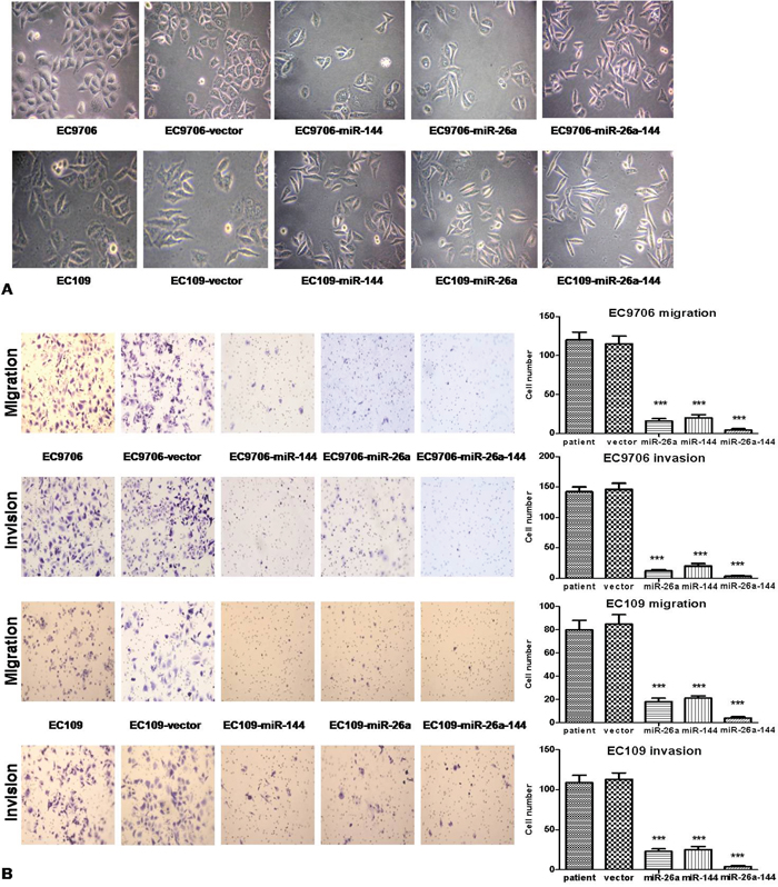 Ectopic expression of miR-26a, and miR-144, or both in ECC cells inhibited the metastasis ability of tumor cells.