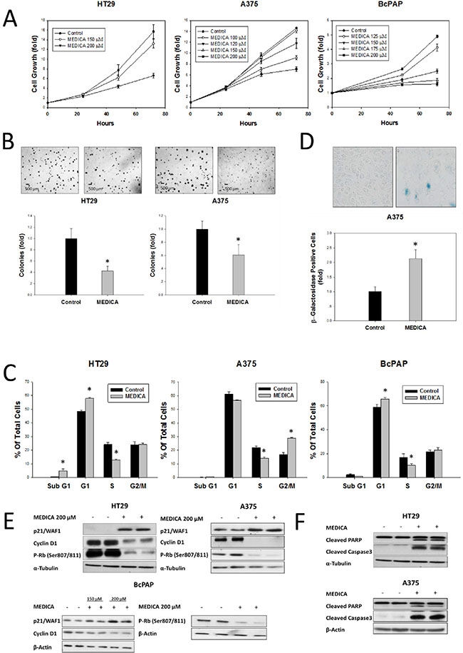 Growth Inhibition and apoptosis of B-Raf(V600E) cell types by MEDICA.