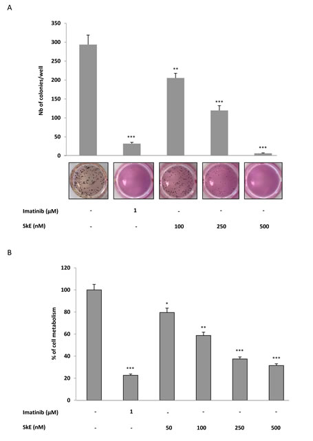 SkE treatment induces cell death of CML cell lines and primary CML CD34+ cells.