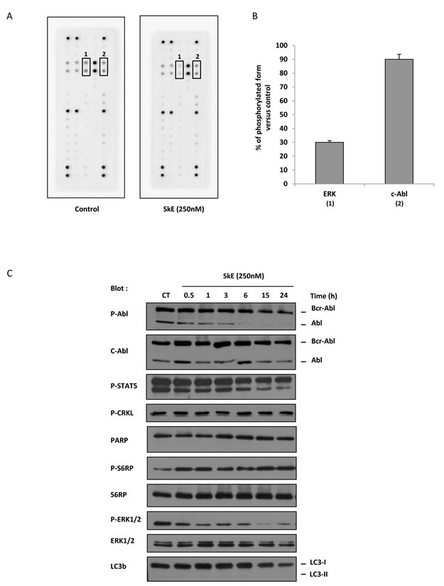 SkE treatment impairs ERK1/2 phosphorylation.