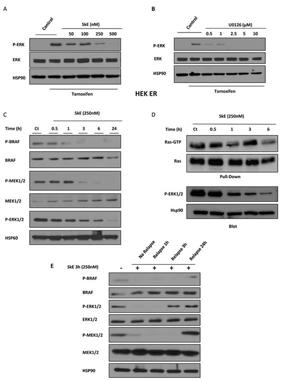 SkE can inhibit the RAF/MEK/ERK signaling pathway.