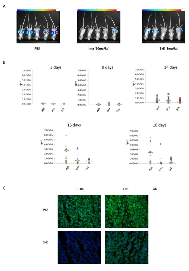 Chronic treatment with SkE is as effective as imatinib in inhibiting the growth of tumors derived from CML cells in athymic mice.