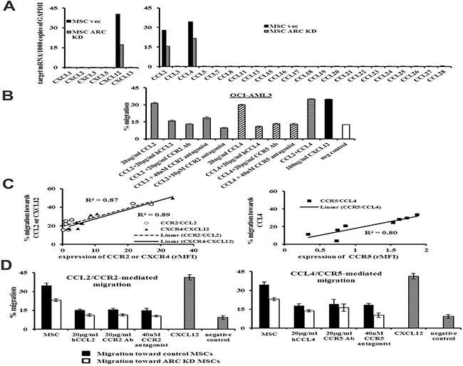 ARC regulates CXCL12, CCL2, and CCL4 production in MSCs and promotes chemokine-mediated leukemia-stromal interactions.