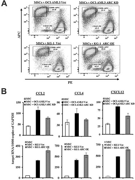 ARC in AML modulates CCL2, CCL4, and CXCL12 expression in MSCs.