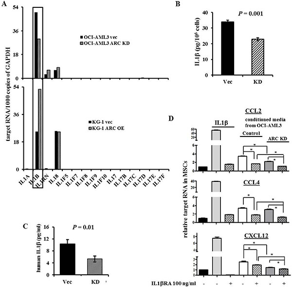ARC regulates IL1&#x03B2; in AML cells and triggers chemokine productions by MSCs.