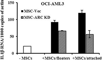 MSCs induce the expression of IL1&#x03B2; in AML cells.