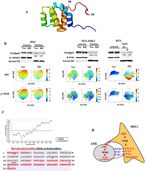 ARC regulates NF&#x03BA;Bp65 signaling.