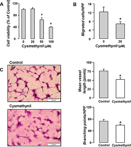 Anti-angiogenic properties of Cysmethynil in vitro.
