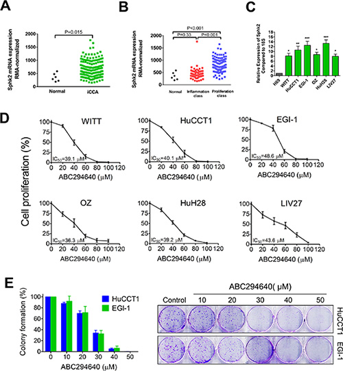 Sphk2 is overexpressed in cholangiocarcinoma cells and promotes cell proliferation.