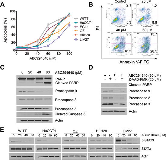ABC294640 induces apoptosis and inhibits STAT3 phosphorylation in cholangiocarcinoma cells.