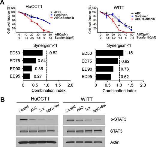 ABC294640 in combination with sorafenib synergistically inhibits proliferation in cholangiocarcinoma cells.