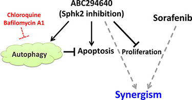 Schematic representation of the effect of Sphk2 specific inhibitor ABC294640 on CCA.