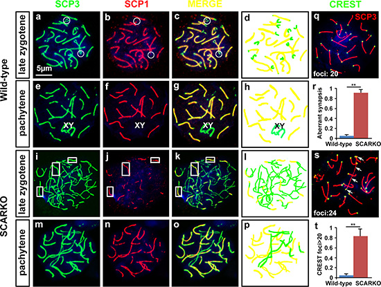 Defective synapsis of homologous chromosomes in SCARKO spermatocytes.