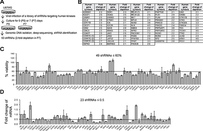 A loss-of-function screen identifies SKGs in U87MG cells.