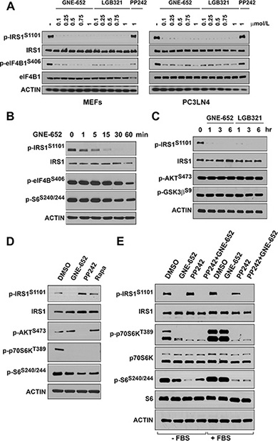 Pim kinase inhibitor blocks IRS1S1101 phosphorylation independent of mTOR activity.