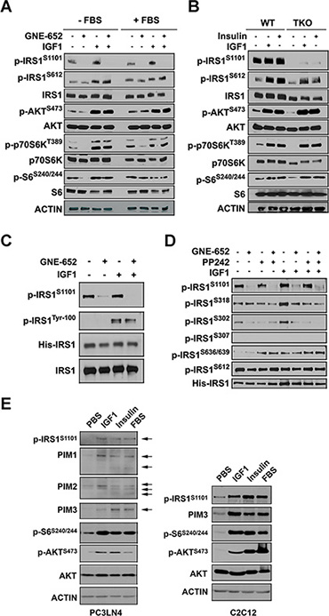 Inhibition of Pim kinases abrogates IRS1S1101 phosphorylation after insulin administration.