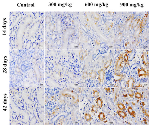 Representative images of GRP78 protein expression by immunohistochemistry at 14, 28 and 42 days of age in the kidney.