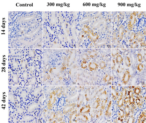 Representative images of GRP94 protein expression by immunohistochemistry at 14, 28 and 42 days of age in the kidney.