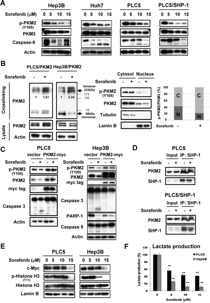 Sorafenib promotes enzymatic function of PKM2 through dephosphorylation of PKM2Y105.
