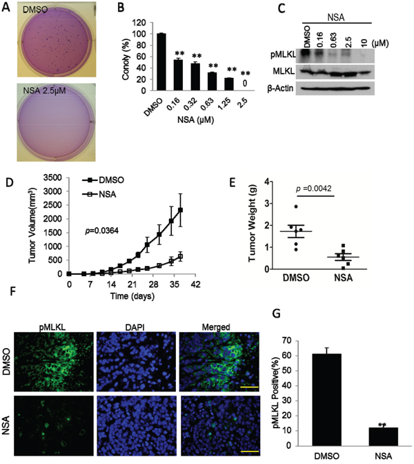 Inhibition tumor growth by MLKL inhibitor necrosulfonamide (NSA).