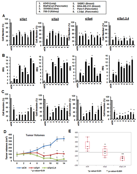 Functional effects of Sp1, Sp3 and Sp4 in A549, MiaPaCa2, SW480, 786-O, SKBR3, MDA-MB-231, Panc1 and L3.6pL cancer cell lines.