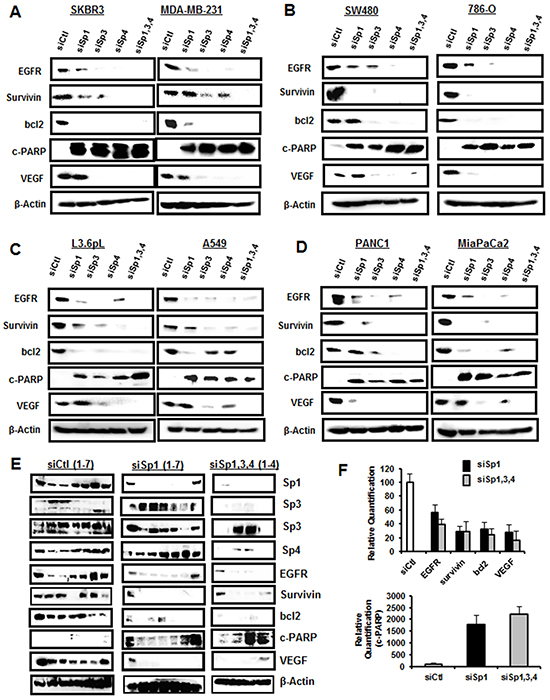 Knockdown of Sp TFs by RNAi decreases expression of Sp-regulated gene products.