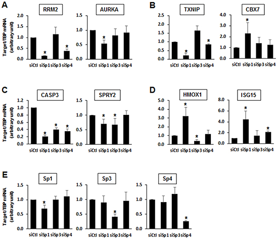 Changes in expression of specific genes after Sp knockdown in Panc1 cells.