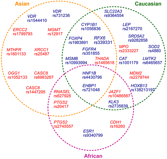 Distribution of thirty-three prostate cancer-associated variants in different ethnic ancestries.