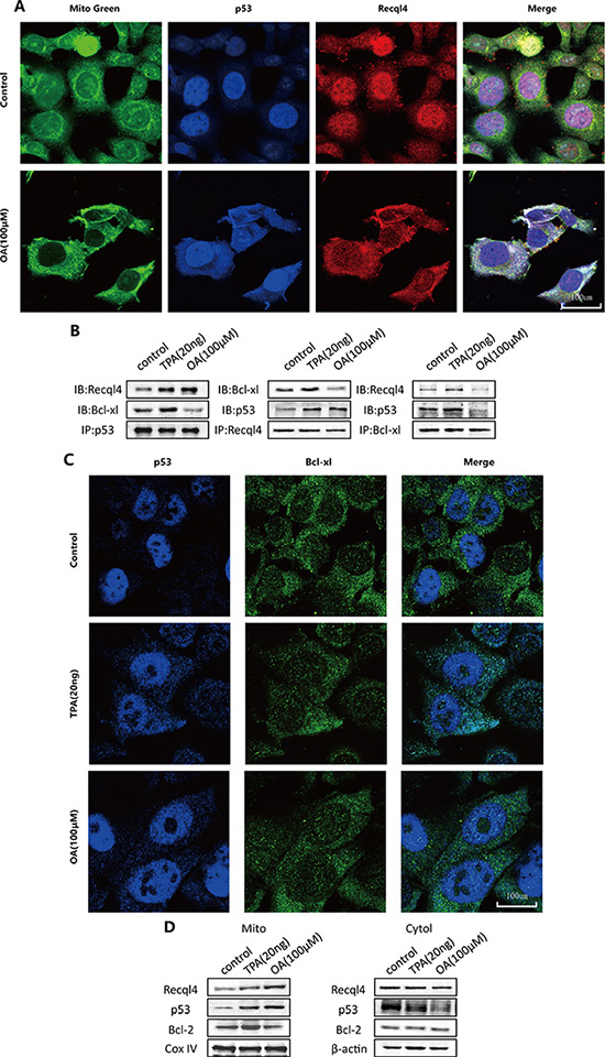 Oroxylin A induces cytosolic activation of p53 and recql4 mitochondrial translocation in HCT-116 cells.