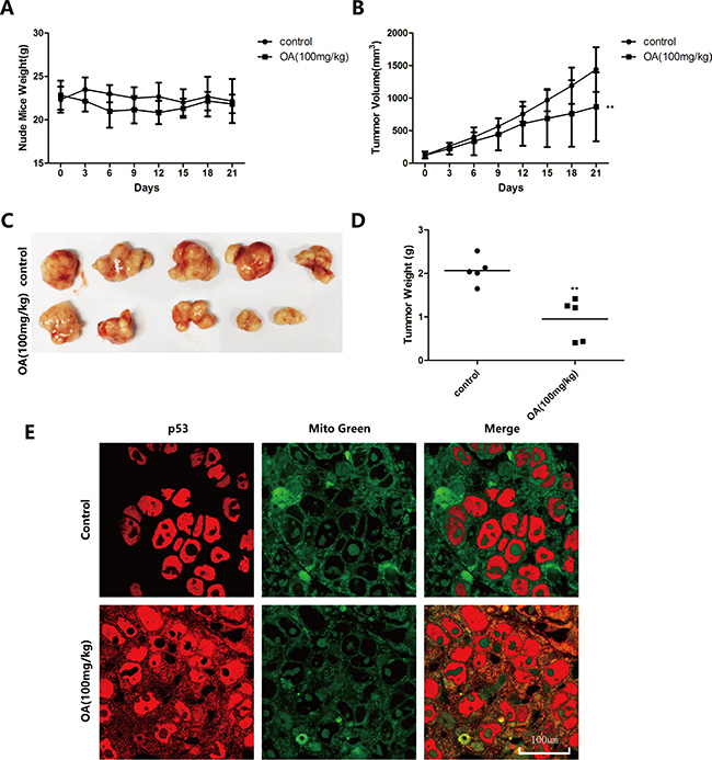 Oroxylin A induces Recql4-dependent mitochondrial translocation of p53 in vivo.