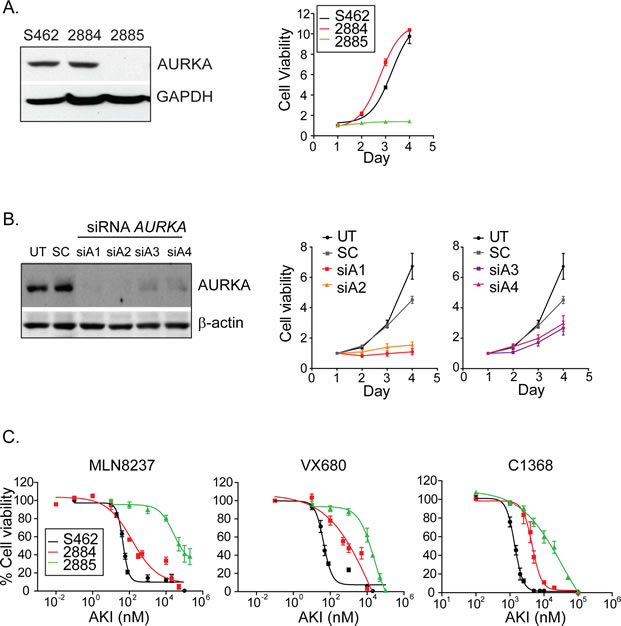 Inhibition of AURKA attenuates the growth of MPNST cell-lines in vitro.