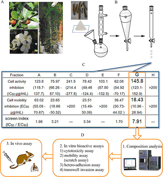 Schematic illustration of bioactivity-guided fast screen for cancer metastatic chemopreventive materials from raw extracts of M. paniculata.