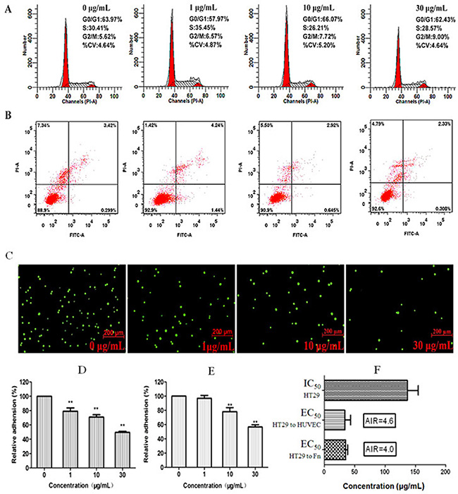 Low cytotoxicity of fraction G and its concentration-dependent (0, 1, 10, 30 &#x03BC;g/mL) inhibition on adhesion of cancer cell HT29 to human HUVECs and Fn-coated matrix.