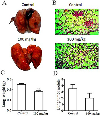 Effect of oral G (100 mg/kg/day for 30 days) on development of lung metastasis induced by mouse B16-F10 melanoma cells inoculated (iv) into the immunocompetent mice.