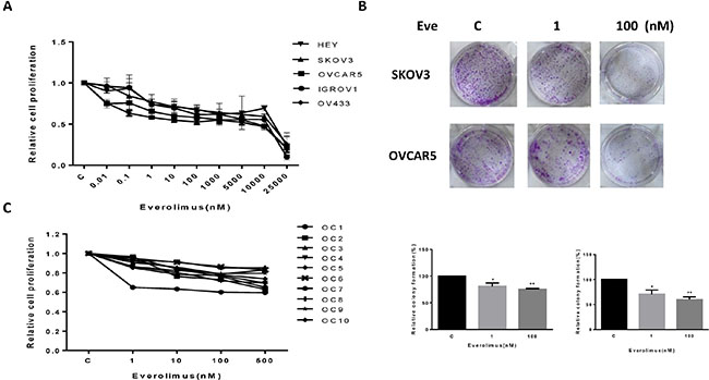 Everolimus suppressed cell proliferation and colony formation.