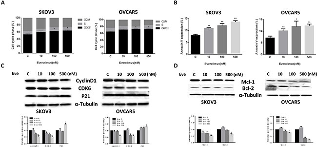 Everolimus induced cell cycle G1 arrest and cellular apoptosis.