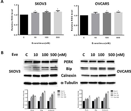 Everolimus induced cell oxidative stress in ovarian cancer cells.