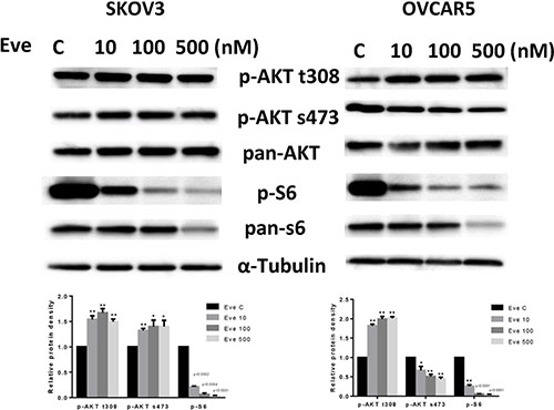 The effect of everolimus on the AKT/mTOR pathway in ovarian cancer cell lines.