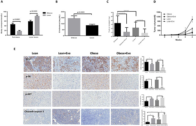 The effect of everolimus on the tumor growth in the KpB serous ovarian cancer mouse model.